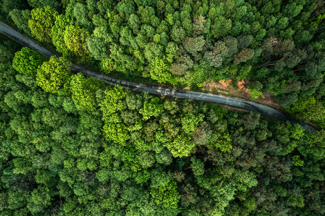 Road in forest_high.jpg