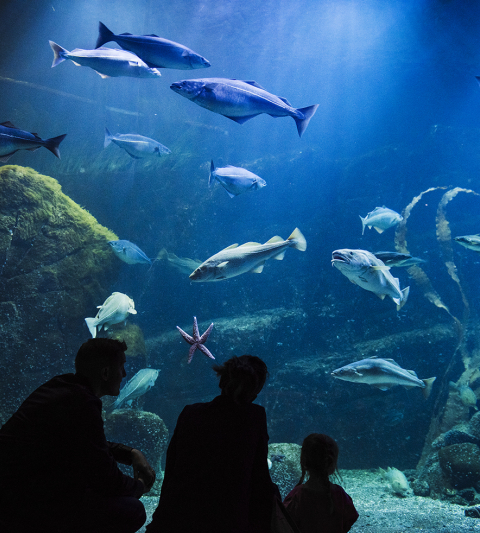 Enfo-Universeum-collaboration