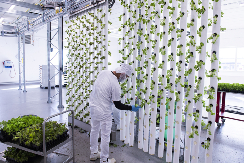 Ljusgårda vertical salad cultivation