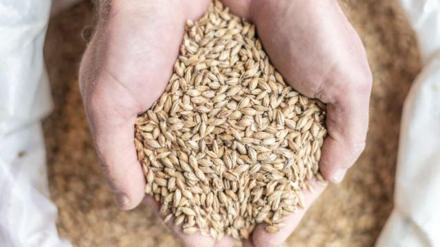 Två händer som håller kornskördar.