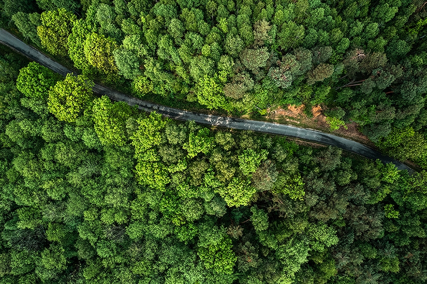 Road in forest_high.jpg