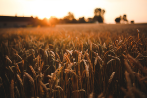 How Epical helped Spendrups streamline its maintenance work using IBM Maximo